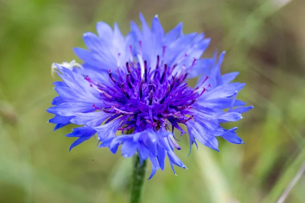 Close Small Blue Flower — Stock Photo, Image