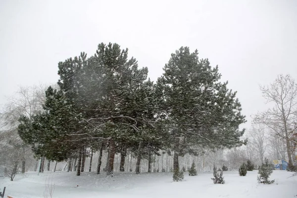 Vue Panoramique Une Forte Tempête Neige Dans Parc — Photo