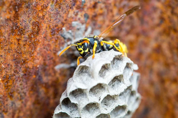 Gros Plan Sur Guêpe Nid Abeille — Photo