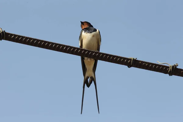 Mavi Gökyüzü Karşı Tel Üzerinde Oturan Kuş — Stok fotoğraf