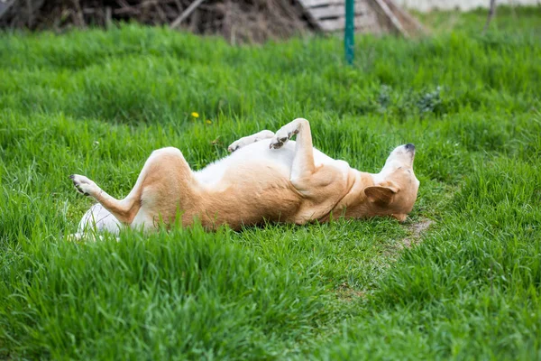 Nahaufnahme Von Hund Der Auf Gras Spielt — Stockfoto