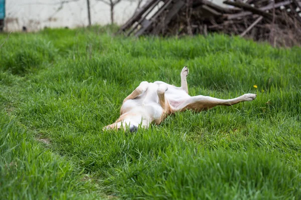 Close Van Hond Spelen Gras — Stockfoto