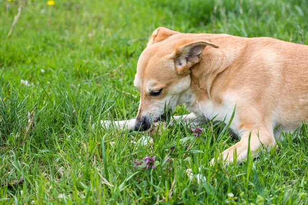 Close Van Hond Knagen Aan Het Bot Gras — Stockfoto