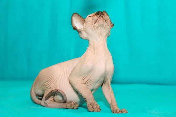 Porträt Der Sphinx Katze Auf Blauem Hintergrund — Stockfoto