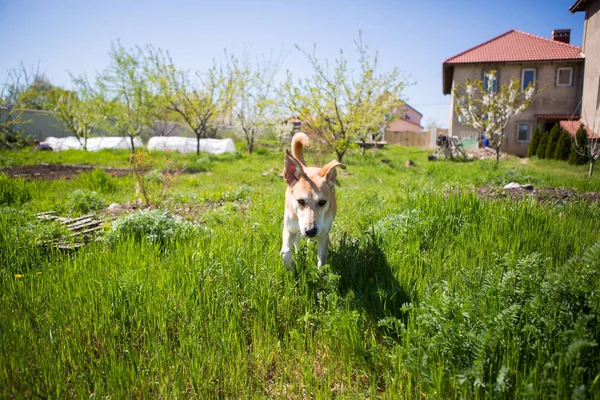 Крупним Планом Собака Грає Траві — стокове фото