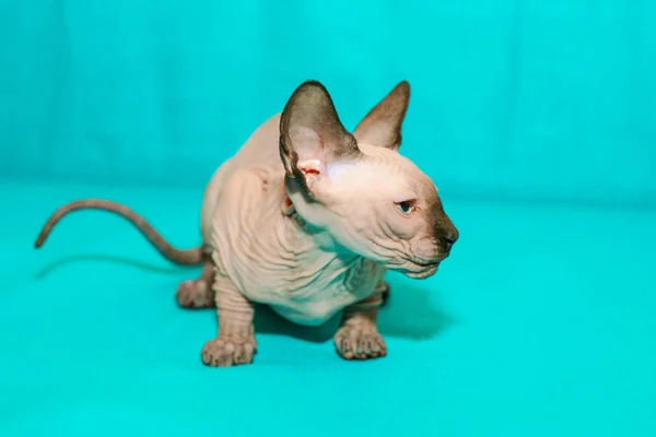 Retrato Gato Esfinge Sobre Fondo Azul — Foto de Stock