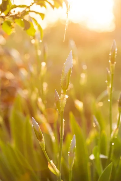 Iris Květinami Vodě Slunečním Zářením — Stock fotografie