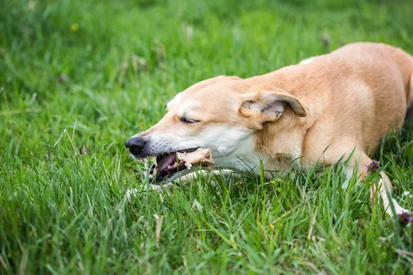 Close Van Hond Knagen Aan Het Bot Gras — Stockfoto