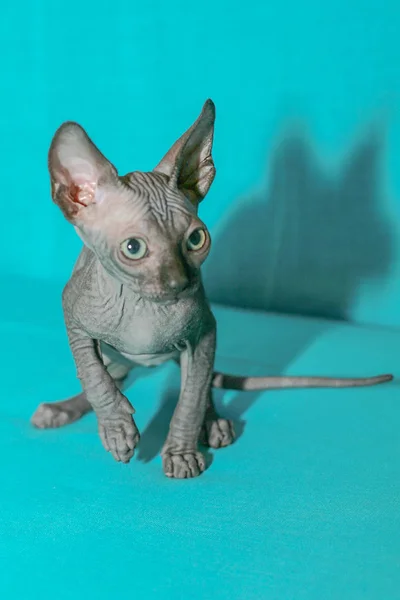 Portrait Sphinx Kitten Blue Background — Stock Photo, Image