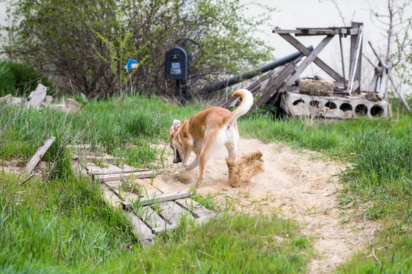 Domestic dog digging sand in garden