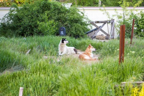 Домашні Собаки Лежать Луговій Траві — стокове фото