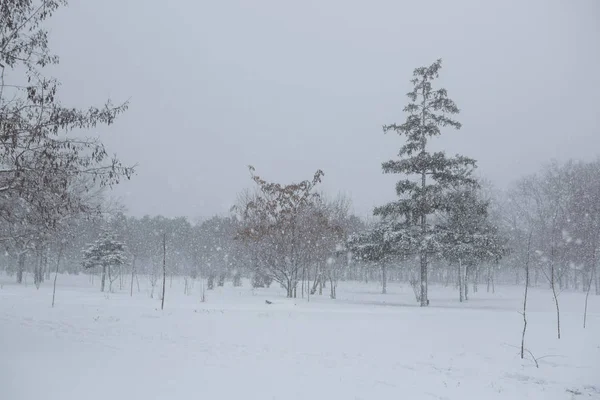 Vue Panoramique Une Forte Tempête Neige Dans Parc — Photo