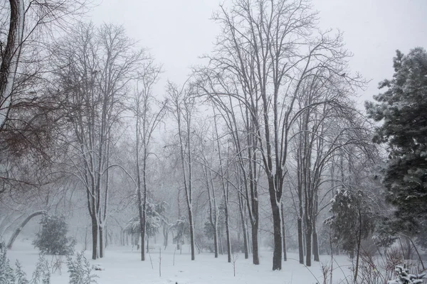 Vue Panoramique Une Forte Tempête Neige Dans Parc — Photo