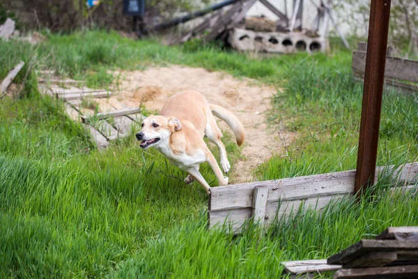 Close Van Hond Spelen Gras — Stockfoto