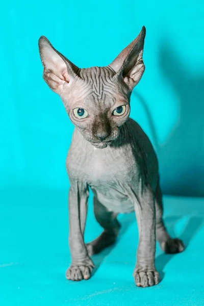 Portret Van Sfinx Kat Blauwe Achtergrond — Stockfoto