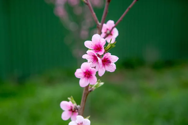 Nahaufnahme Der Blüte Des Pfirsichbaums — Stockfoto