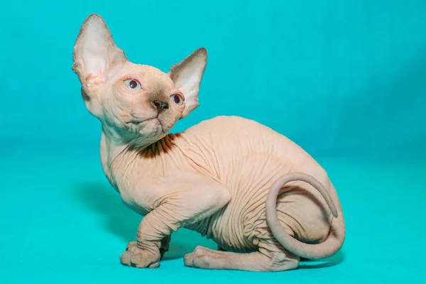 Retrato Gato Esfinge Sobre Fondo Azul — Foto de Stock