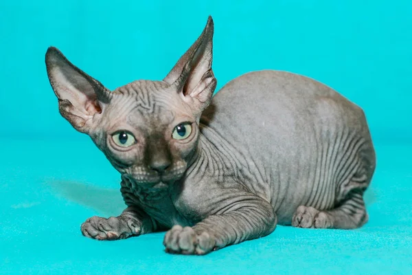 Portret Van Sphinx Kitten Blauwe Achtergrond — Stockfoto