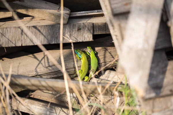 Yeşil Lacerta Viridis Kertenkeleler Yakın Çekim — Stok fotoğraf