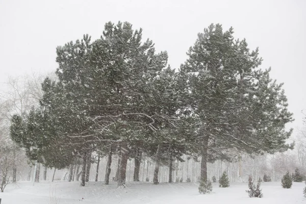 Vue Panoramique Une Forte Tempête Neige Dans Parc — Photo