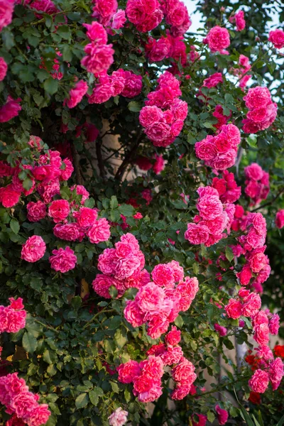 Chiuda Cespuglio Rose Rosa — Foto Stock