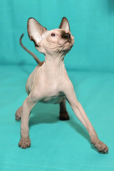 Retrato Gato Esfinge Sobre Fondo Azul — Foto de Stock