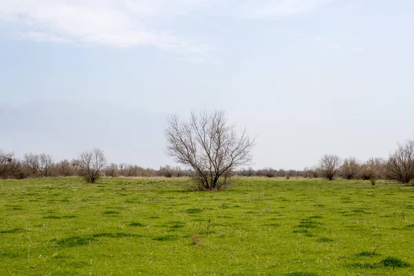 Schilderachtig Uitzicht Bomen Het Groene Veld — Stockfoto