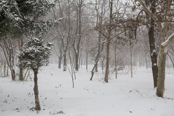 Vue Panoramique Une Forte Tempête Neige Dans Parc — Photo