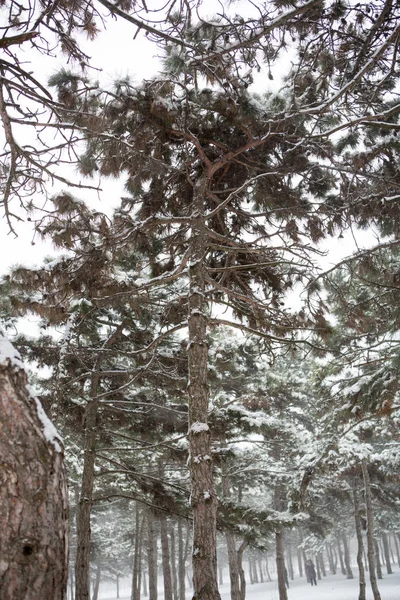 Vue Panoramique Une Forte Tempête Neige Dans Parc — Photo