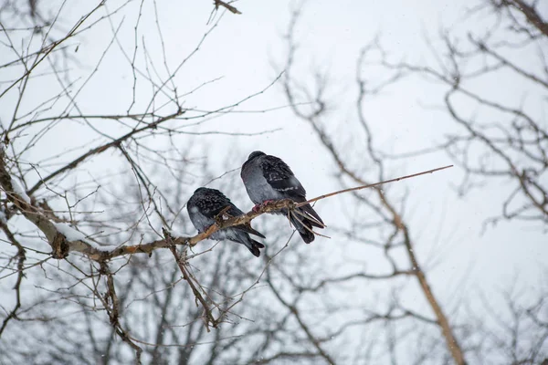 Kış Parkında Dalda Iki Güvercin — Stok fotoğraf