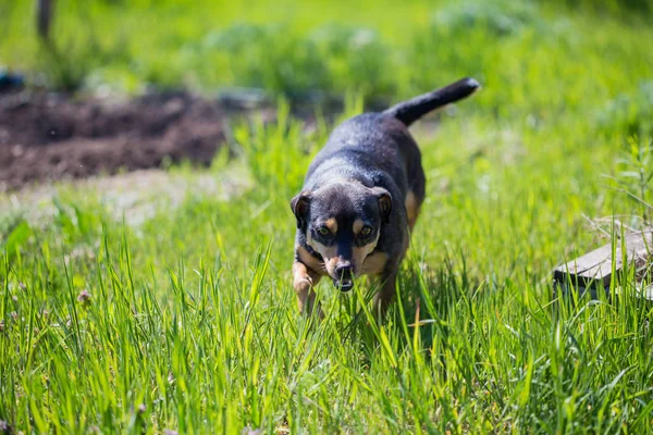 Close Van Hond Spelen Gras — Stockfoto