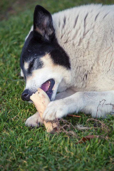 Grote Witte Zwarte Hond Knagen Bot Liggend Gras — Stockfoto