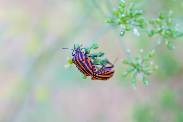 Close Two Beetles Sitting Plant Stem — Stock Photo, Image