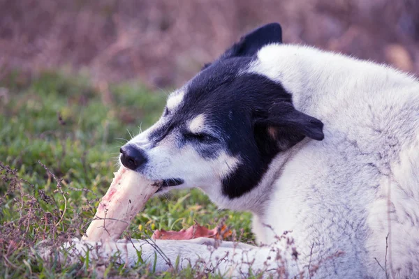Большая Белая Черная Собака Грызет Кость Лежа Траве — стоковое фото