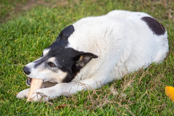 Grote Witte Zwarte Hond Knagen Bot Liggend Gras — Stockfoto