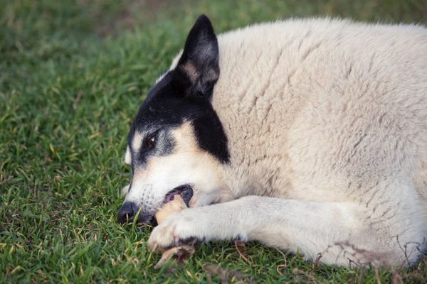 Велика Біла Чорна Собака Гризе Кістку Лежачи Траві — стокове фото