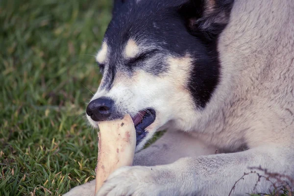 Grote Witte Zwarte Hond Knagen Bot Liggend Gras — Stockfoto