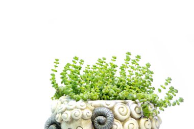 Beyaz bir arka plan üzerinde beyaz yaprakları ile bir tencerede sulu yeşil bitkiler