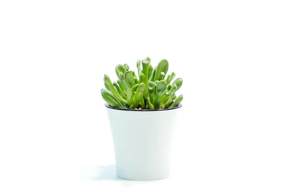 Plantas Verdes Suculentas Una Maceta Con Hojas Blancas Sobre Fondo — Foto de Stock