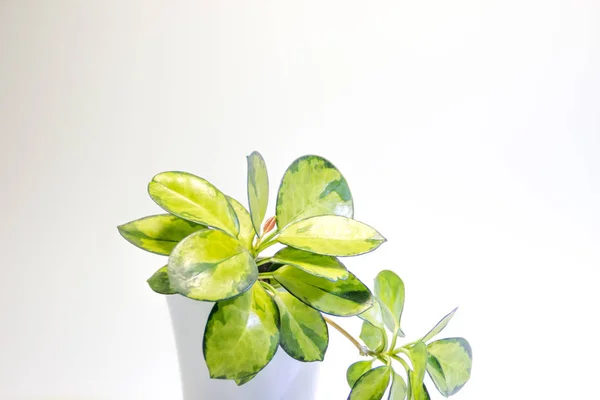 Plantas Verdes Suculentas Una Maceta Con Hojas Blancas Sobre Fondo — Foto de Stock