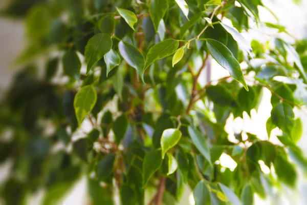 Ficus Benjamin Πράσινα Φυτά Ένα Λευκό Δοχείο Λευκά Φύλλα Λευκό — Φωτογραφία Αρχείου