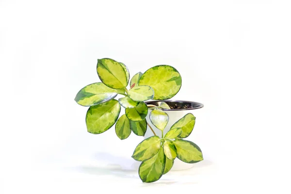 在白色锅与白色叶子在白色背景的 Hoya 绿色植物 — 图库照片