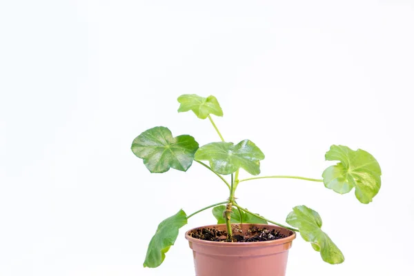 白の背景に白の葉と白い鍋のゼラニウムの緑の植物 — ストック写真