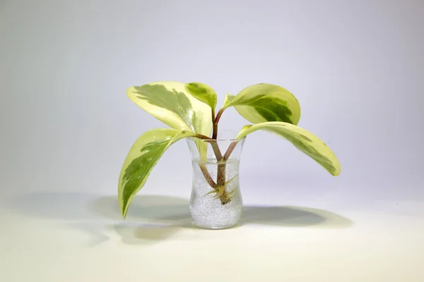 Variedad Peperomia Plantas Jarrón Transparente Con Hojas Redondas Sobre Fondo — Foto de Stock