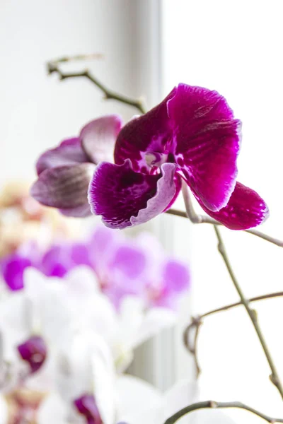 Biała Orchidea Roślina Kwiatów Doniczce Okno Nadal Widok Przodu Ozdoba — Zdjęcie stockowe