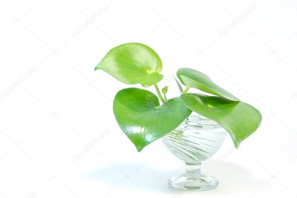Green peperomia plants in a transparent vase with round leaves on white background