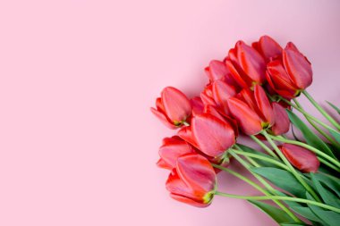 Düz yatıyordu tarzında pembe arka plan üst görünümübahar lale çiçekleri. Kadın ve Anneler Günü için Tebrik.