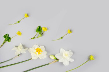 Kadınlar Günü veya Anneler Günü Dekorasyon. Metin için boşluk ile beyaz arka plan üzerinde kırmızı lale, narsist, sümbül ve çiçek muscari Çerçeve.