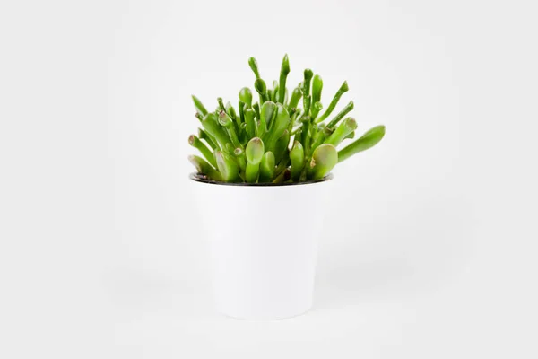 Primer plano de hermoso verde Crassula ovata Gollum o dólar dinero houseplant — Foto de Stock