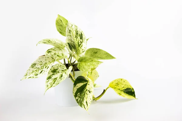 Scindapsus pictus planta en maceta aislada en blanco — Foto de Stock